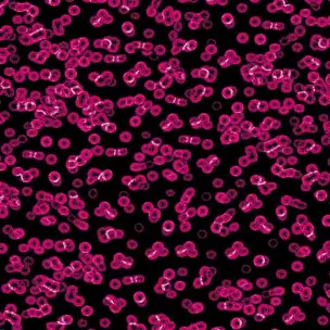 Flotex Sottsass Bacteria 990101