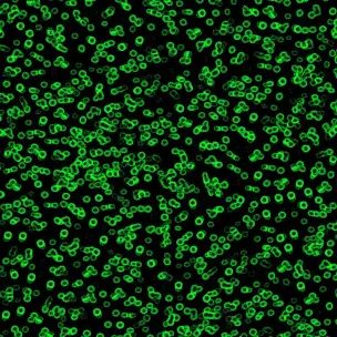 Flotex Sottsass Bacteria 990102