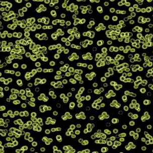 Flotex Sottsass Bacteria 990103