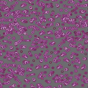 Flotex Sottsass Bacteria 990301